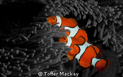 Clown Anemone Fish - Manipulated background to Black and ... by Toffer Mackay 